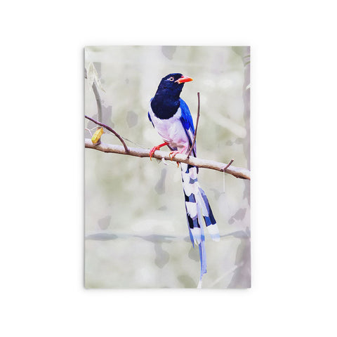 Blue Magpie